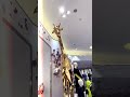 I found Giraffes in the store haha there fake 🤣🤣🤣￼