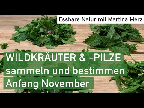 Essbare Wildkräuter & Winterpilze im November sammeln & bestimmen in Oberbayern
