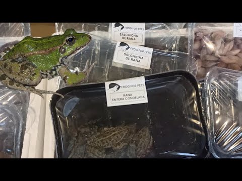 Mirad qué Impactante 🤯 Salchichas de rana, ancas y otras delicatessen