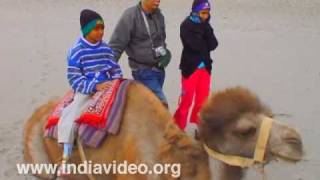 Bactrian Camel Ride