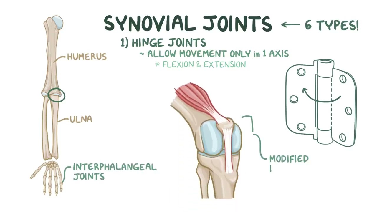 Fibrous, cartilage, and synovial joints