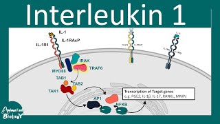 Interleukin 1 family | Interleukin 1 inhibitors | proinflammatory cytokines