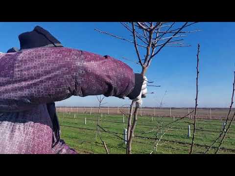 Formiranje uzgojnog oblika poboljšana piramida kod šljive