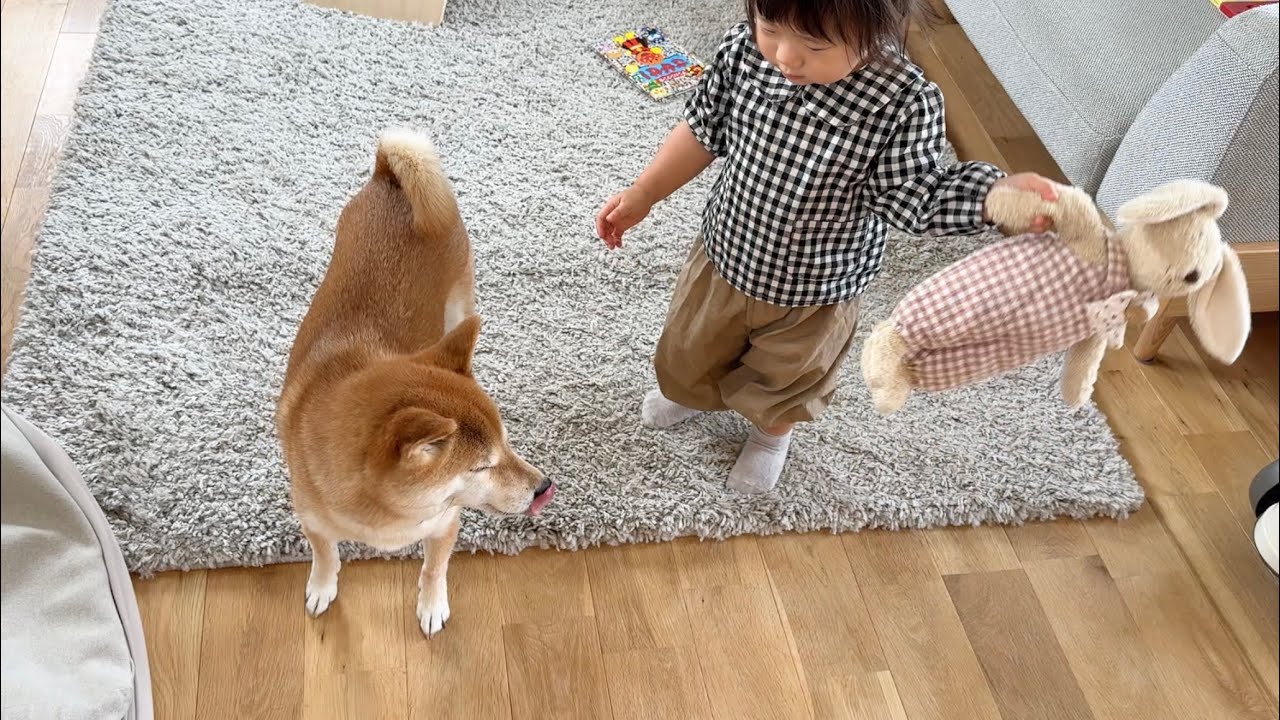 次女の宝物をガブしてしまいお説教される柴犬
