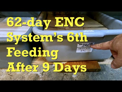 62-day ENC system's 6th feeding after 9 days - worm farm vermicompost
