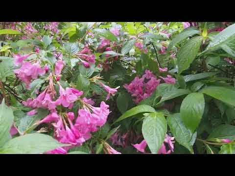 Nr.423.Video for Jarmila.🌧