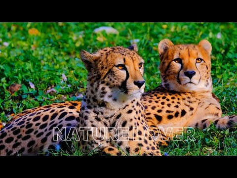 Animals Of The World 4k - Asian Tiger 🌍🐯 | King of the Jungle 🦁👑 #tiger #lion #beautiful