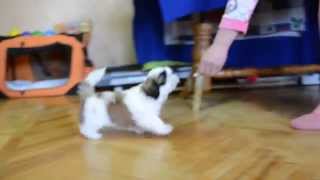 Kennel shih tzu BRINGS HAPPINESS - FCI -UA