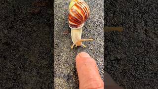 Download lagu Keong bekicotnya lucu, tapi harus HATI-HATI yah! short video #snailhunter mp3 Download lagu Keong bekicotnya lucu, tapi harus HATI-HATI yah! short video #snailhunter mp3