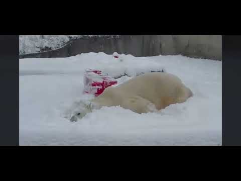 Primera nevada 2021 en Zoológico en Tacoma  Washington