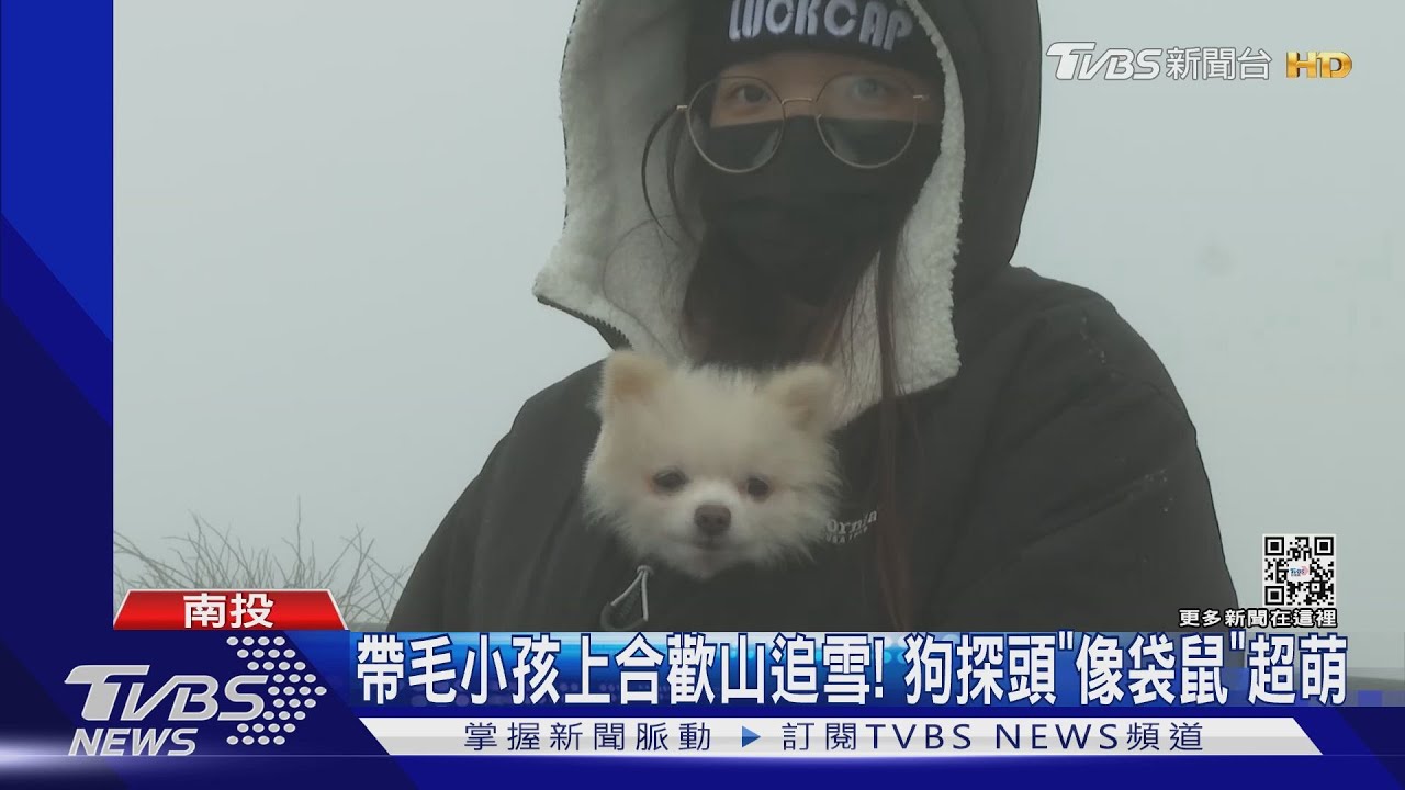 帶毛小孩上合歡山追雪! 狗探頭「像袋鼠」超萌
