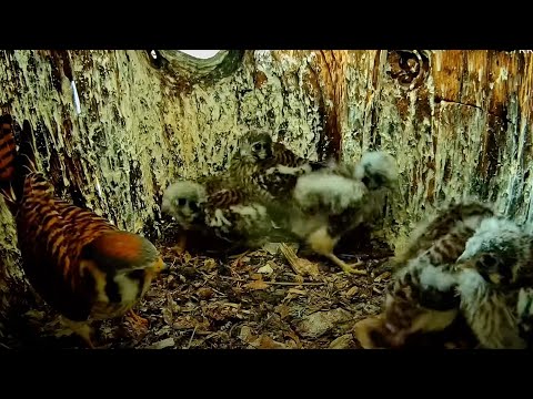 Feeding And Flapping Round Out Morning Activities At The Kestrel Nest – June 4, 2025