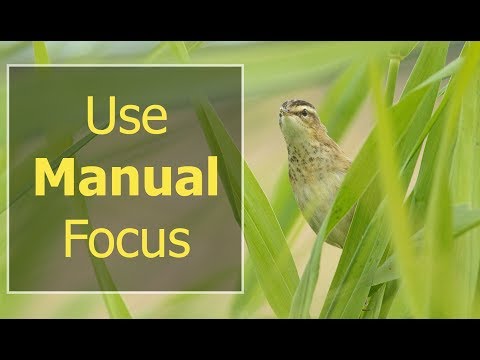 How to use MANUAL FOCUS in Wildlife Photography - 5 Times you Should Switch to Manual