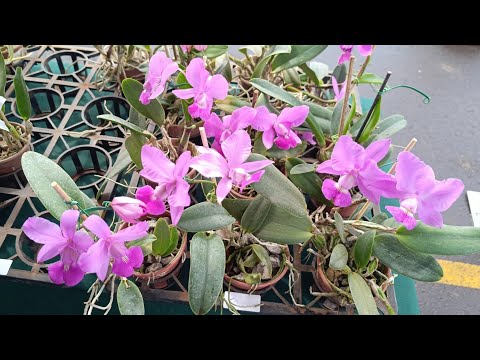 🌼Feira de orquídeas flores do lago em Jataí Goiás.Um colírio para oa olhos!!#orquideas#plantas