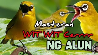 Download lagu Suara masteran pleci nembak wit wit cerrr ngalun panjang mp3