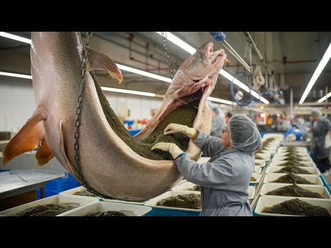 How Sturgeons Are Farmed and Processed for Caviar  Inside the World of Luxury Fish Farming 🐟💎
