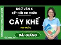 Cây khế | Ngữ Văn 6 - Kết nối tri thức