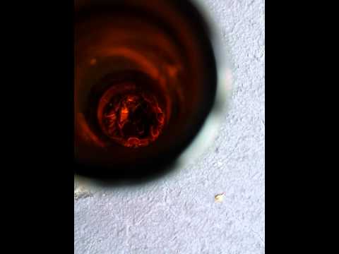 Beer Bottle Roach Trap