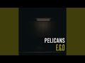 Pelicans