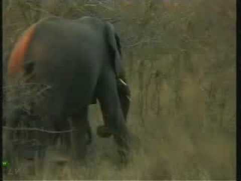 Breeding Herd of Elephant Pt.1  07-19-08  5:12 pm CAT