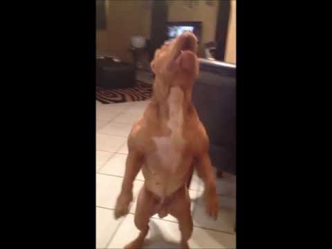 download lagu mp3 mp4 Red Red Nose Pitbull Kennels, download lagu Red Red Nose Pitbull Kennels gratis, unduh video klip Red Red Nose Pitbull Kennels