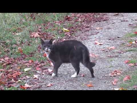 Feral  Cats Fighting