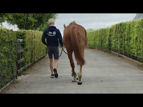 wkd hurricane trot up