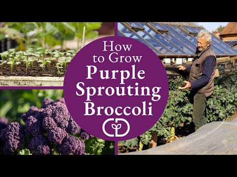 , title : 'How to Grow Purple Spouting Broccoli, harvests early spring'