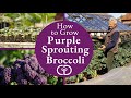 How to Grow Purple Spouting Broccoli, harvests early spring