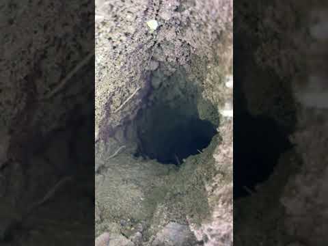 Pocket Gopher Damage - Tunneling Underneath Sidewalks