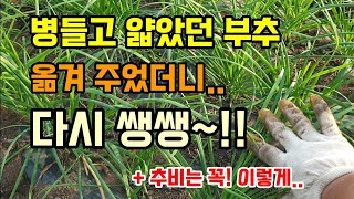 부추가 얆고 잘 안클때 이렇게 옮겨주고 잘라주면 부추가 굵어지고 폭풍성장합니다 3년간 부추 걱정 없어요 부추…