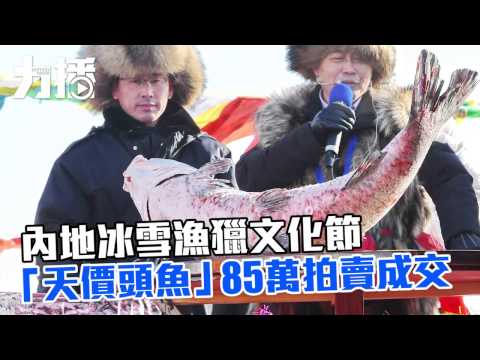 「天價頭魚」85萬拍賣成交 「天價頭魚」85萬拍賣成交