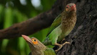 Download lagu MASTERAN GACOR & PIKAT BURUNG TAKUR TOHTOR SUARA PANCINGAN | KICAU SUARA BURUNG mp3