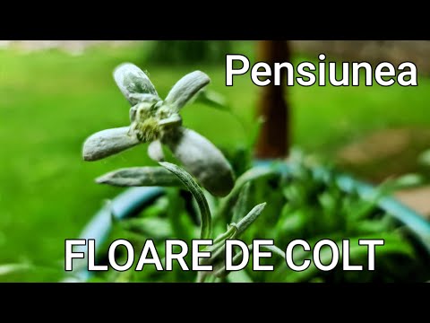 Pensiunea FLOARE DE COLȚ -An Awesome Escape From The City Life -  A Hommy Mood Guesthouse