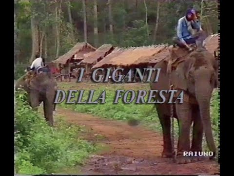 I giganti della foresta "elefanti asiatici, Prov. Chiang Mai/Thailandia"