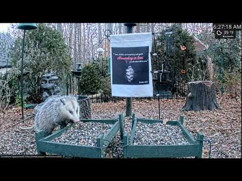 Early Morning Daylight Opossum at Alabama Ground Cam - 2.12.22