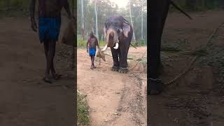 #kaleem #elephant #topslip #elephant #camp