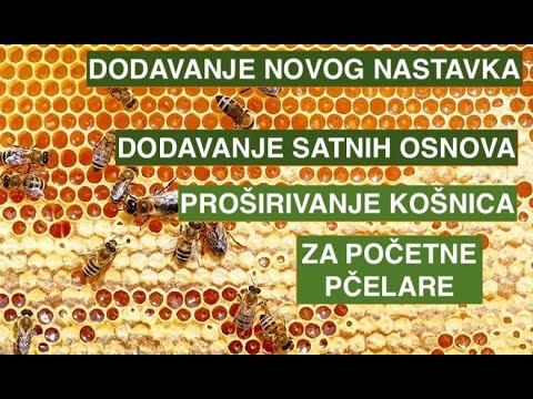 🐝Kako ispravno dodati LR nastavak i satne osnove–Savjeti za početnike u pčelarstvu 🐝 pčelarstvo 2025