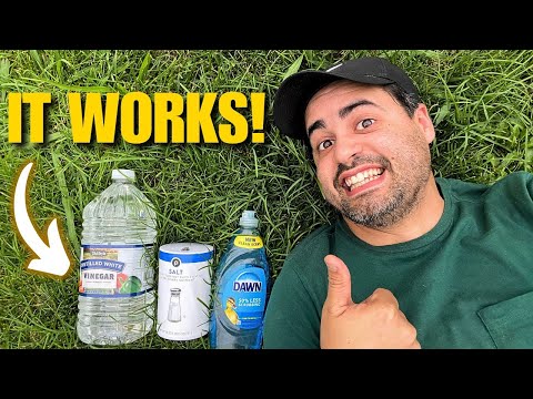 How to Make the Ultimate DIY Vinegar Weed Killer!