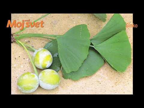 DVOKRPI GINKO (Ginkgo biloba)