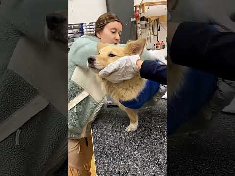 Pomozte Toffíkovi zpět na nohy: sbírka na protézu a ortézu