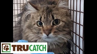 How to set a Tru Catch cat trap - How to trap neuter return - cat rescue trapping tips