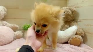 ハーフ犬の動画02
