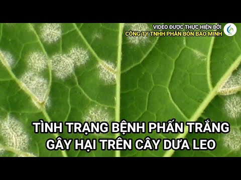 TÌNH TRẠNG BỆNH PHẤN TRẮNG GÂY HẠI TRÊN CÂY DƯA LEO | Bảo Minh FE