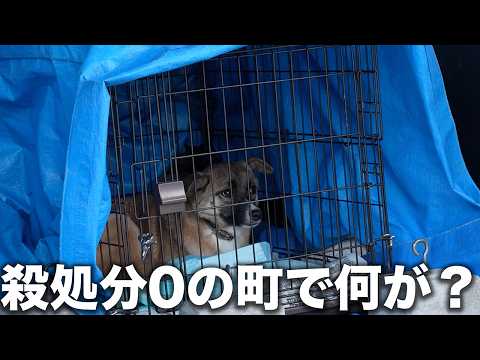 【10年ぶり異常？】何があった？殺処分0の岡山県にて初めて保護！ここ10年で最も多い野犬の搬入にキャパオーバーした岡山県愛護センターに行ってきました