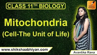 Mitochondria-#CBSE Class 11 Biology