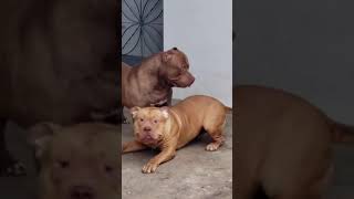Cute And Funny Dog Video #Shorts #16