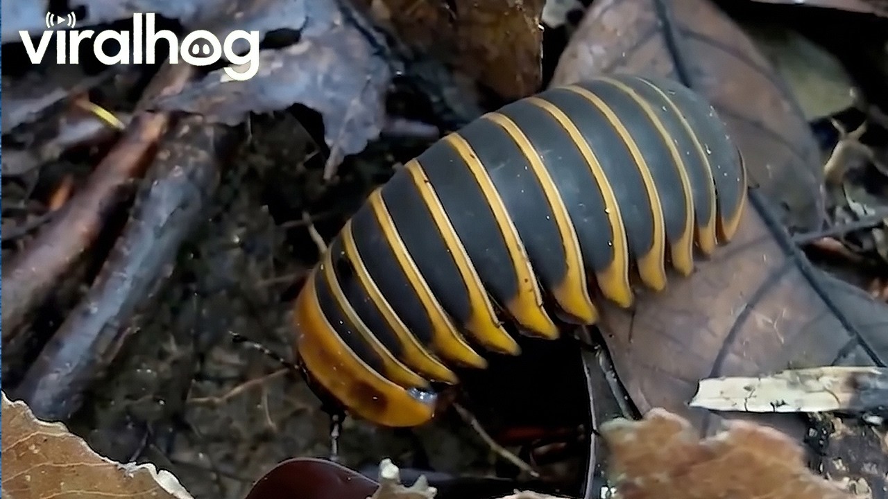 Borneo Giant Pill Millipede || ViralHog