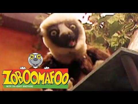 🐒 Zoboomafoo 🐒 128 | Horses - Full Episode | Kids TV Shows