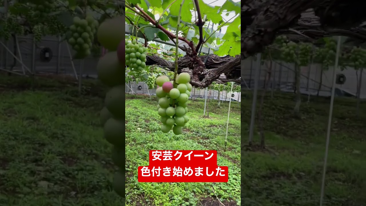 #ぶどう #安芸クイーン #シャインマスカット #農業